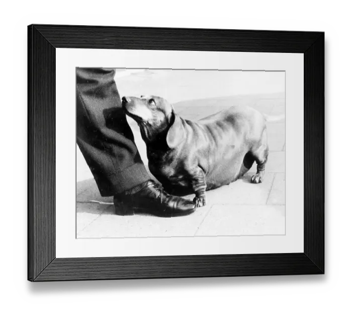 Framed Print : Fat Dachshund and his master, Mexico City