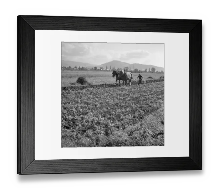 Framed Print : Man plows field with strained horses Framed Print : Man plows field with strained horses