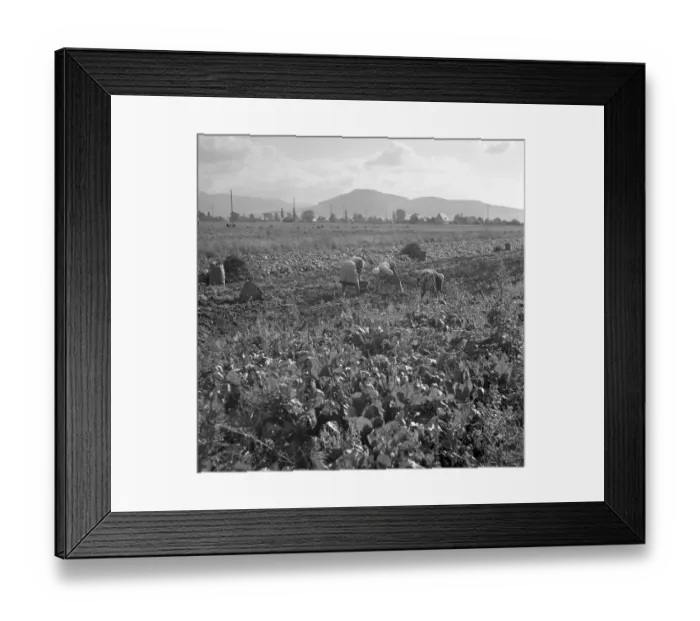 Framed Print : Agriculture, ca. 1955, around Freiburg