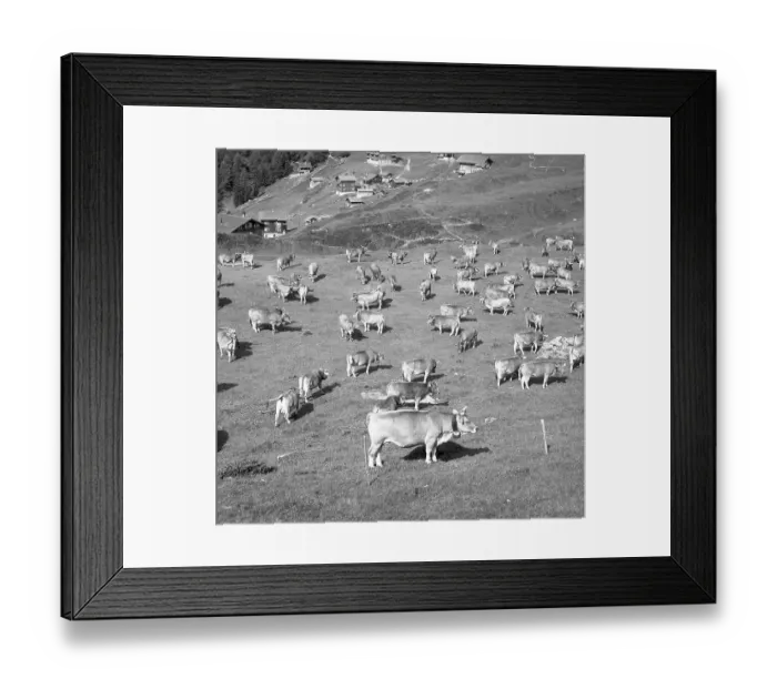 Framed Print : Brown cattle herd on a mountain pasture Framed Print : Brown cattle herd on a mountain pasture