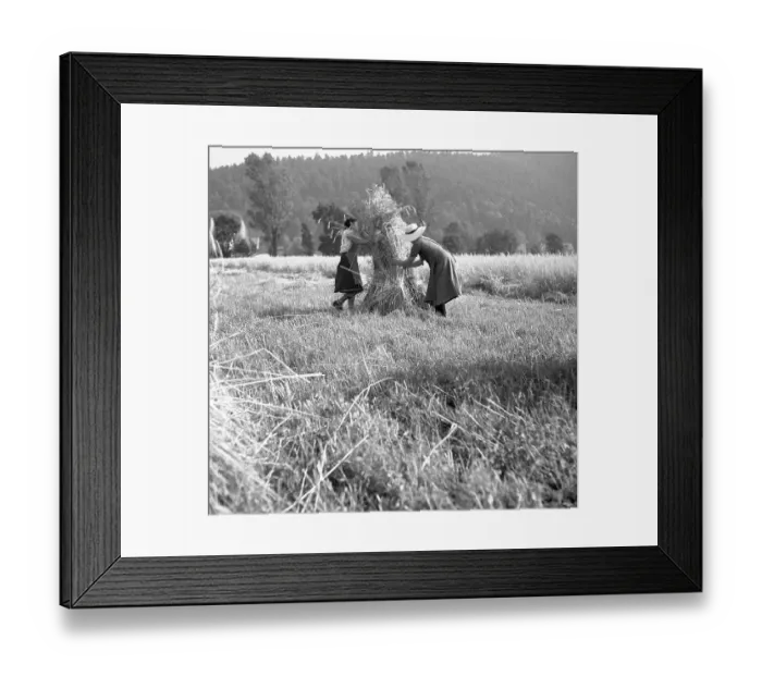 Framed Print : Women collect the harvest, carry hay bales