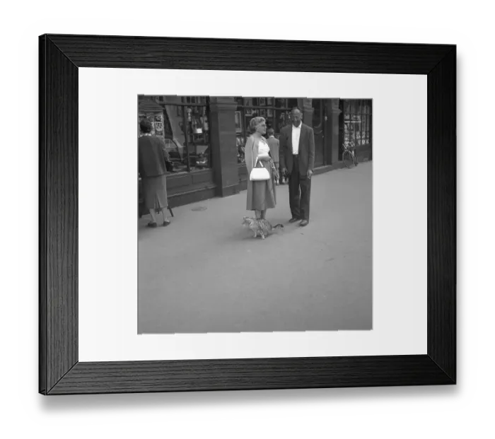 Framed Print : A woman leads her cat on a leash, ca