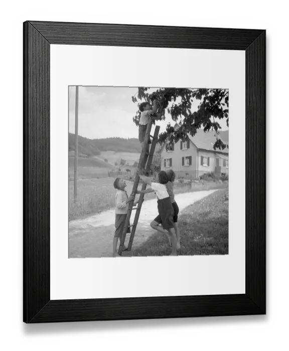 Framed Print : Children pick fruit from the apple tree with the help of a ladder