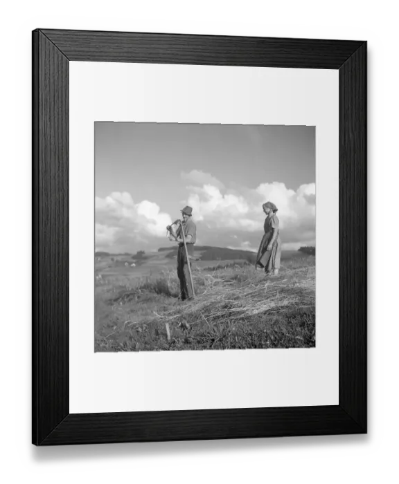 Framed Print : Man and woman harvesting grain, da Framed Print : Man and woman harvesting grain, da