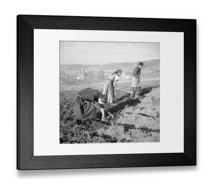 Framed Print : Field worker, farmers, agriculture, ca