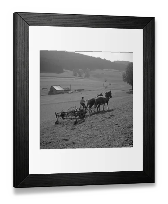 Framed Print : Man ploughs field with strained horses Framed Print : Man ploughs field with strained horses