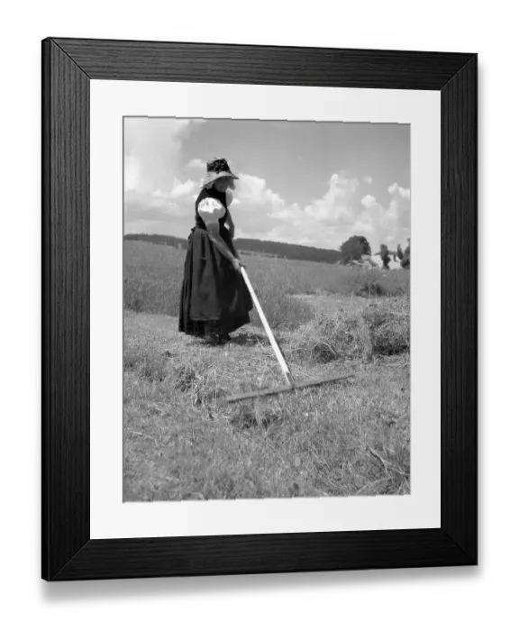 Framed Print : Woman turning back mown grass, around 1950