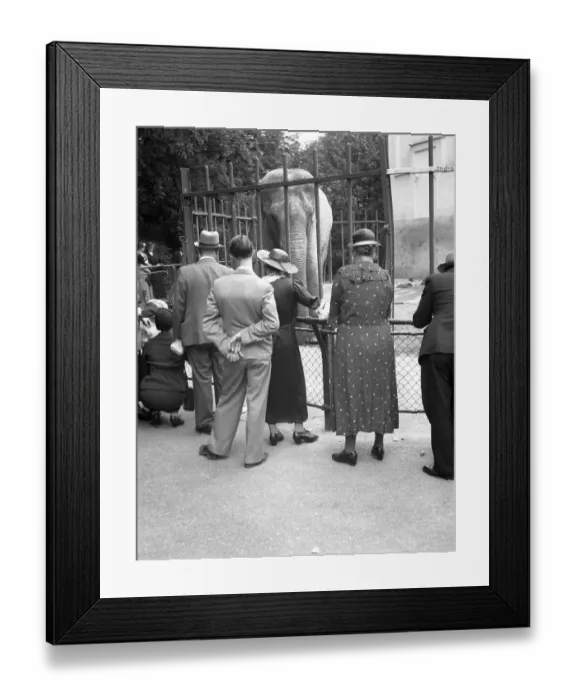 Framed Print : Visitors are watching an elephant
