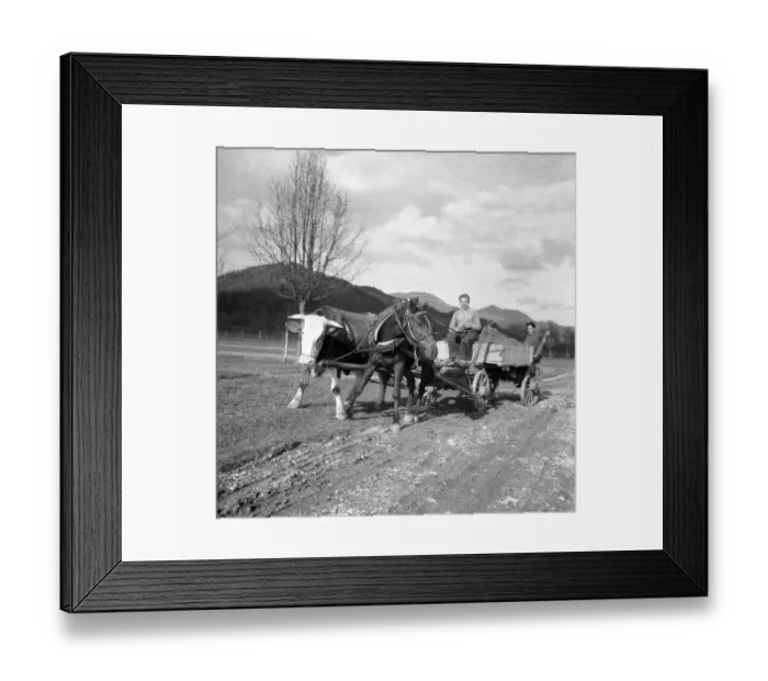 Framed Print : Men driving a carriage with strained horse and cow Framed Print : Men driving a carriage with strained horse and cow