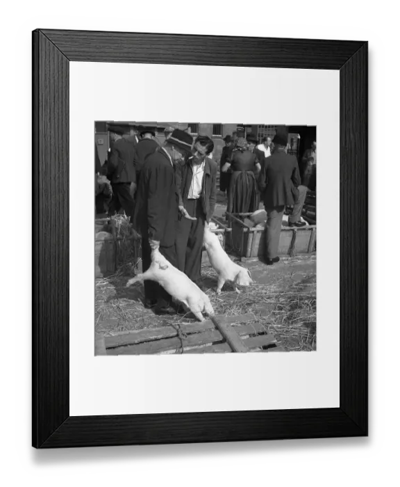 Framed Print : Sellers of piglets reach out demandingly Framed Print : Sellers of piglets reach out demandingly