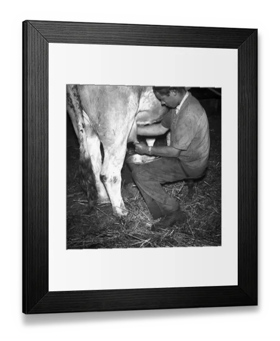 Framed Print : Farmer milking a cow, ca. 1945 to 1955