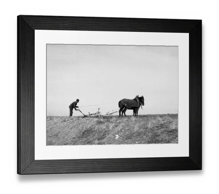 Framed Print : Man ploughs field with strained horses