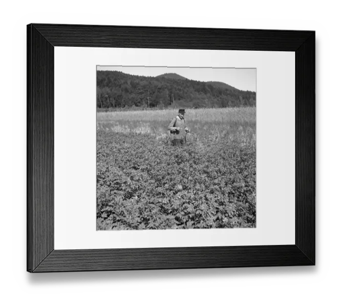 Framed Print : Pest control, approx. 1945 to 1955 Framed Print : Pest control, approx. 1945 to 1955