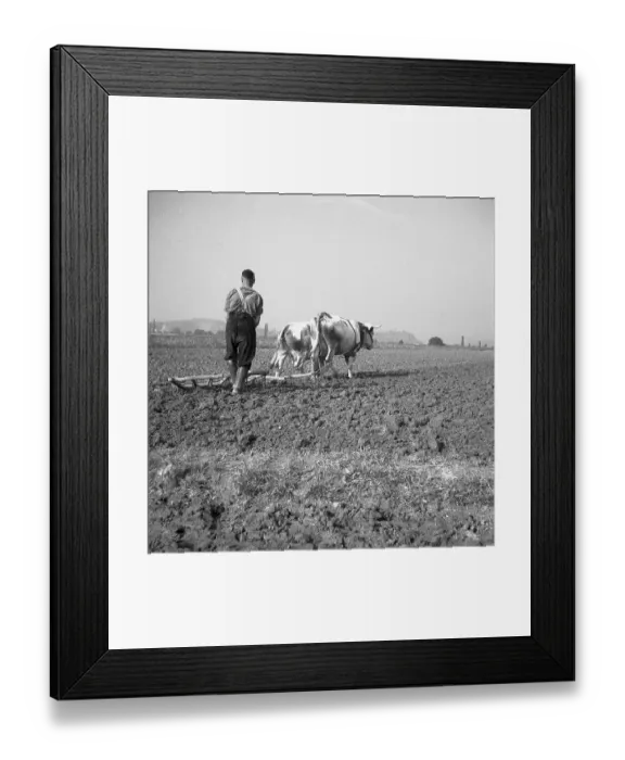 Framed Print : Man ploughs field with tense cows, ca