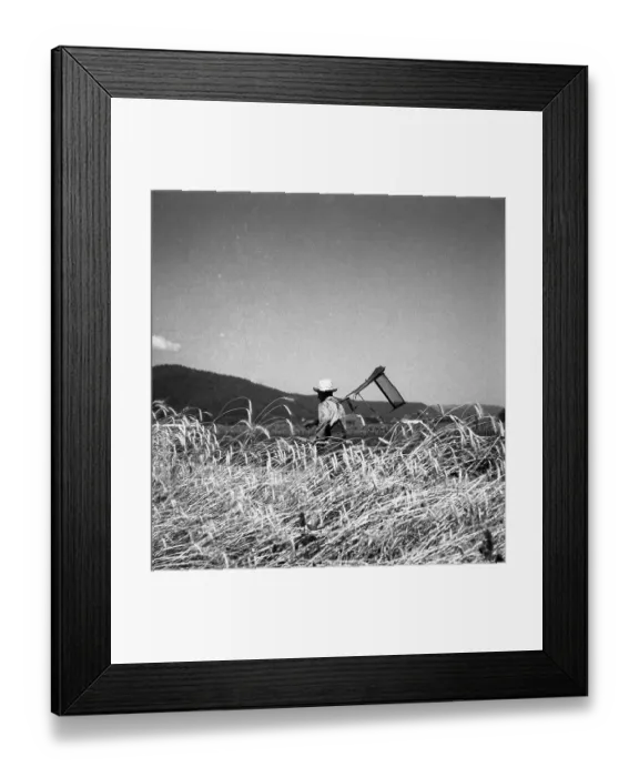 Framed Print : Farmer, ca. 1945 to 1955, near Freiburg Framed Print : Farmer, ca. 1945 to 1955, near Freiburg
