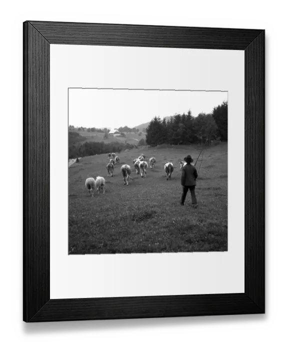 Framed Print : Shepherd with cows on the way on fields
