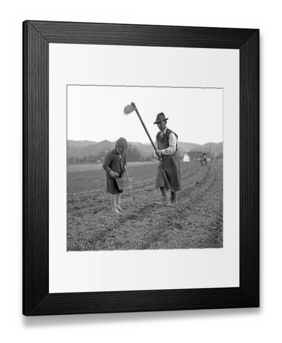 Framed Print : Man and child harvest soil crops on a field Framed Print : Man and child harvest soil crops on a field