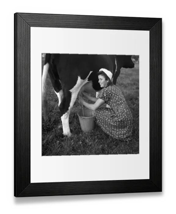 Framed Print : Farmer's wife milking a cow, ca Framed Print : Farmer's wife milking a cow, ca