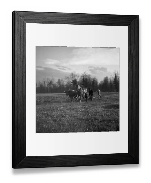 Framed Print : Men ploughing field with strained horses