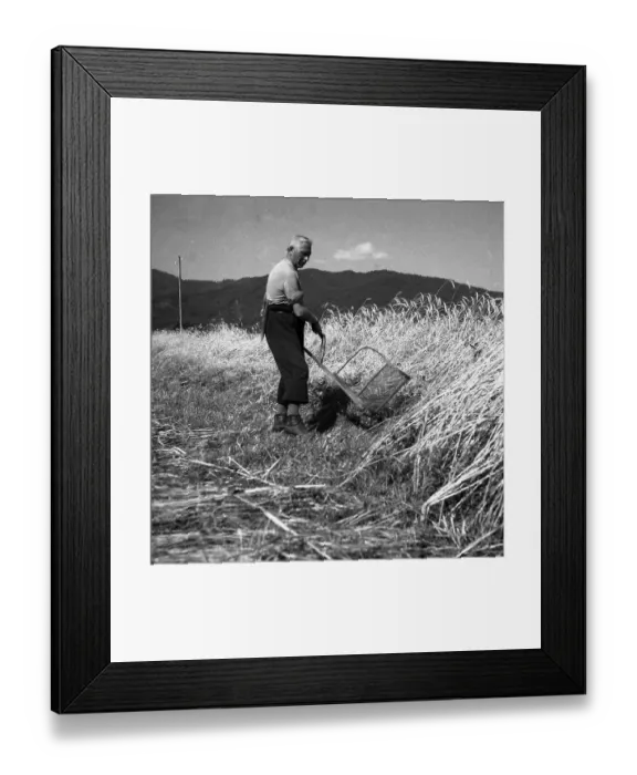 Framed Print : Man mowing grain, around Freiburg ca. 1945 to 1955