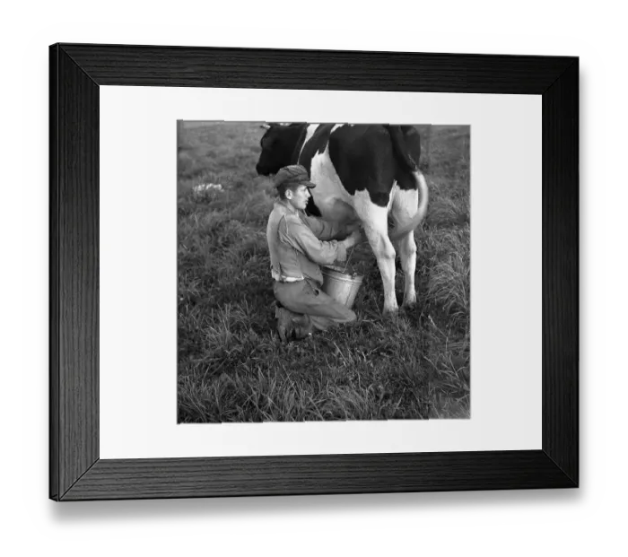 Framed Print : Farmer milking a cow, around Freiburg ca