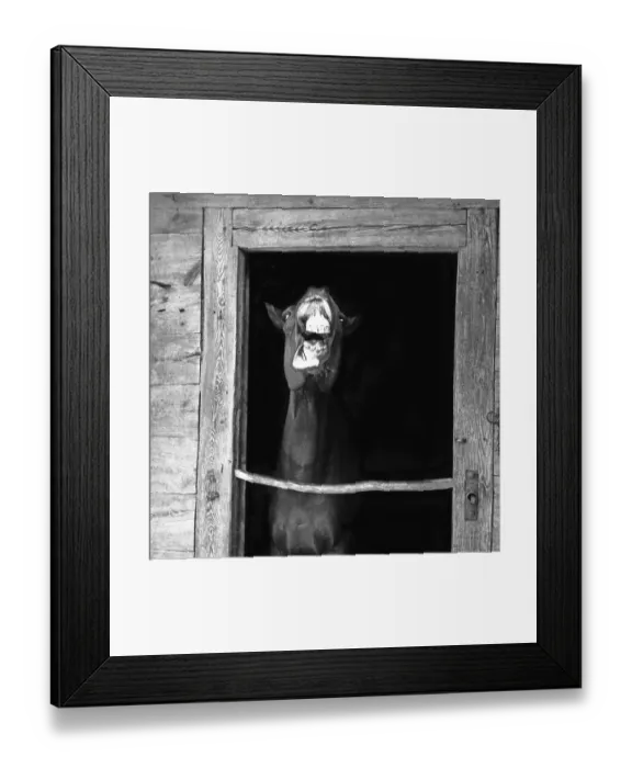 Framed Print : Horse with open mouth in a stable