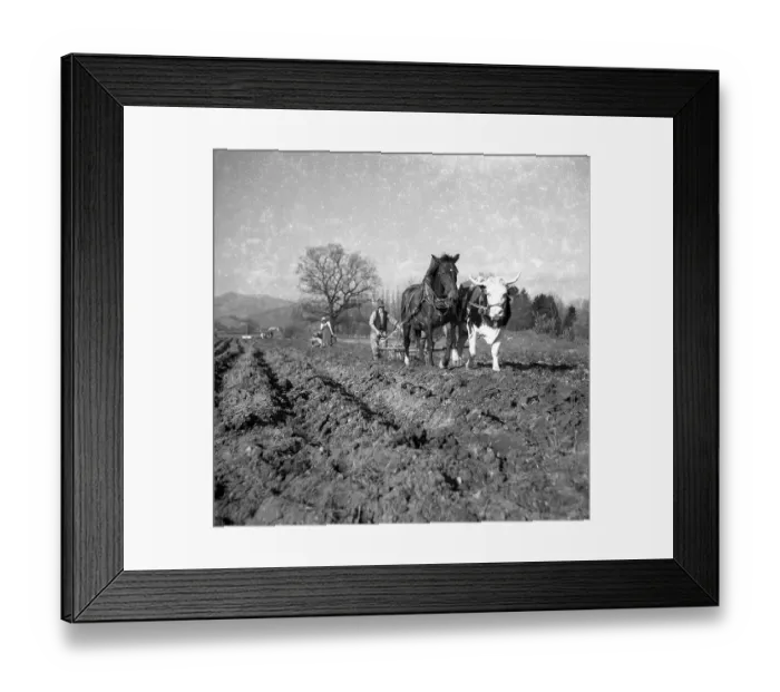Framed Print : Man ploughs field with a wagon with strained horse and cow