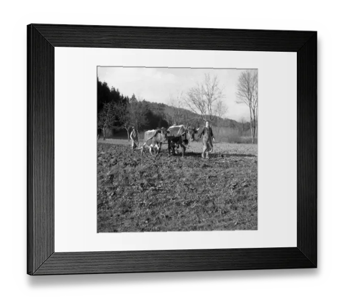 Framed Print : Man ploughs field with a wagon with strained horse and cow