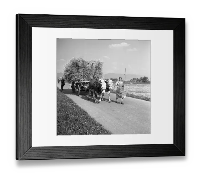 Framed Print : Woman with hay cart, bred by cows, ca