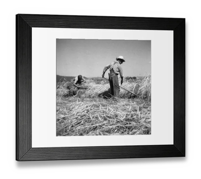 Framed Print : Man mows grain, the woman collects the harvest
