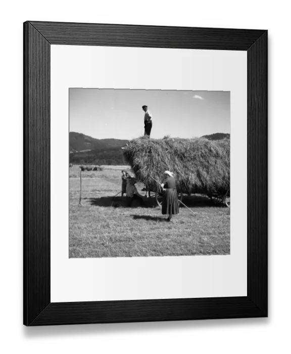 Framed Print : Women sweep hay and farmer stands on the hay cart Framed Print : Women sweep hay and farmer stands on the hay cart