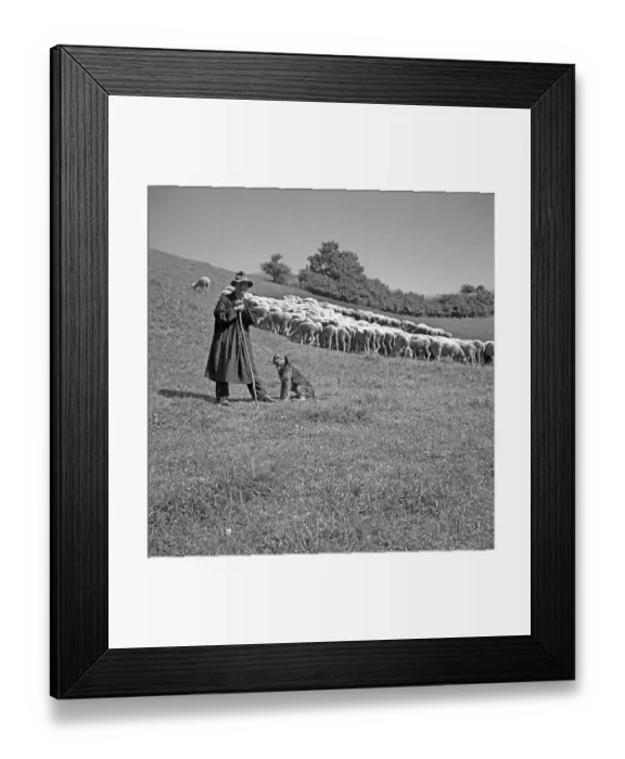 Framed Print : Shepherd with his flock of sheep, ca