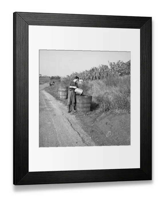 Framed Print : Vintners dump harvested grapes into a wooden container