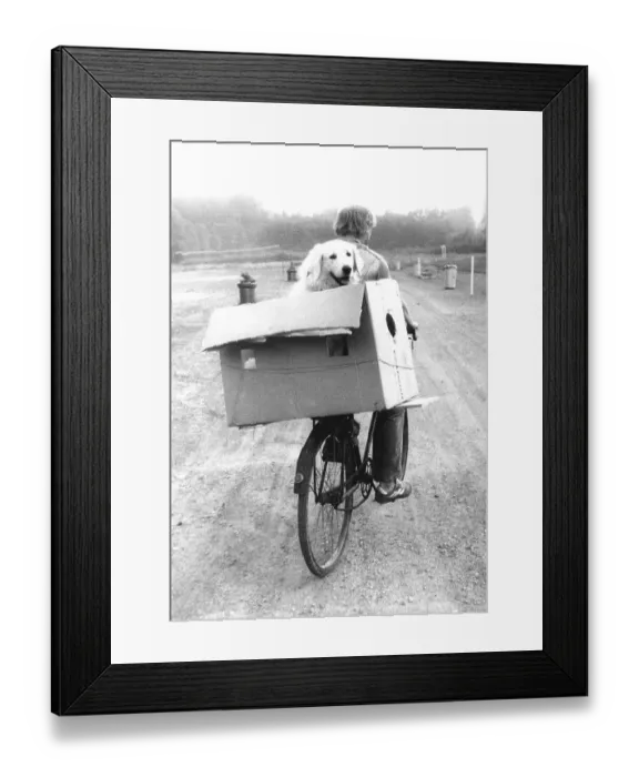 Framed Print : Dog in carton on bicycle rack ca