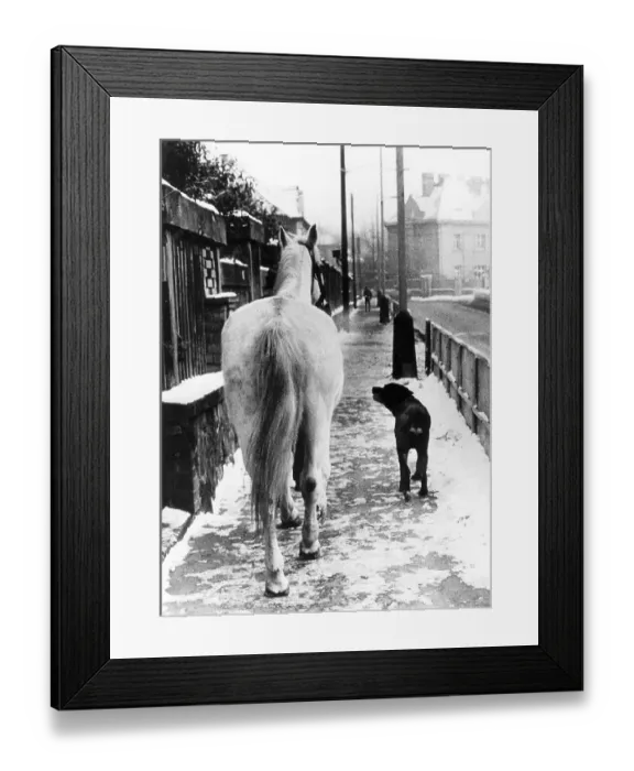 Framed Print : Dog and horse go for a walk about 1970s