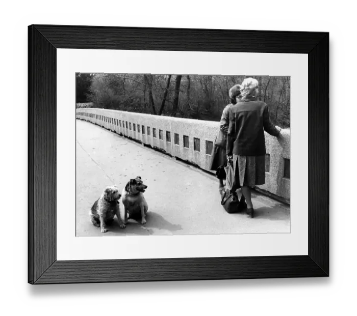 Framed Print : Dogs are waiting for their mistress about 1970s Framed Print : Dogs are waiting for their mistress about 1970s