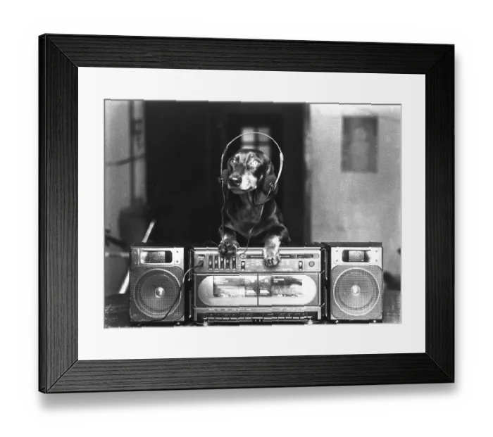 Framed Print : Dachshund with headphones and stereo, ca