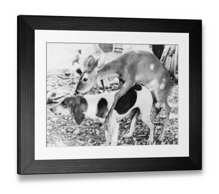 Framed Print : Deer calf and dog copulate, ca
