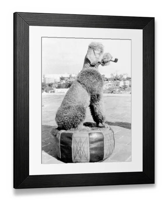 Framed Print : Poodle smokes pipe, ca. 1950, exact place unknown Framed Print : Poodle smokes pipe, ca. 1950, exact place unknown