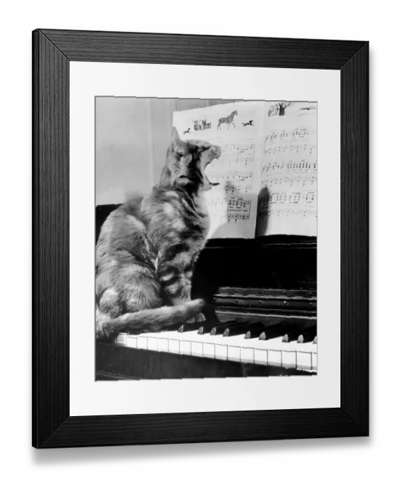 Framed Print : Cat on piano, ca. 1950, exact place unknown