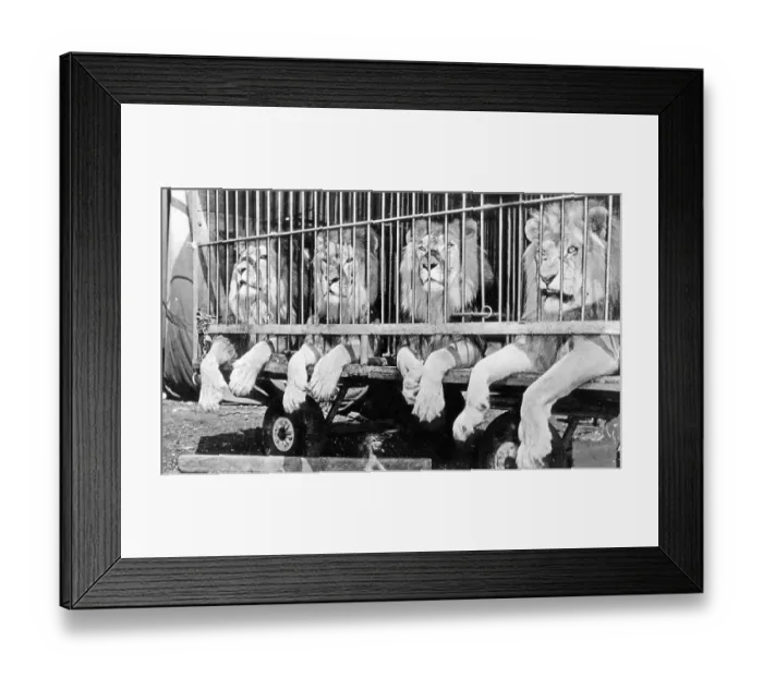 Framed Print : Four lions in the cage of a circus Framed Print : Four lions in the cage of a circus