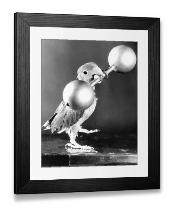 Framed Print : Parrot lifts weights, ca. 1950 Framed Print : Parrot lifts weights, ca. 1950