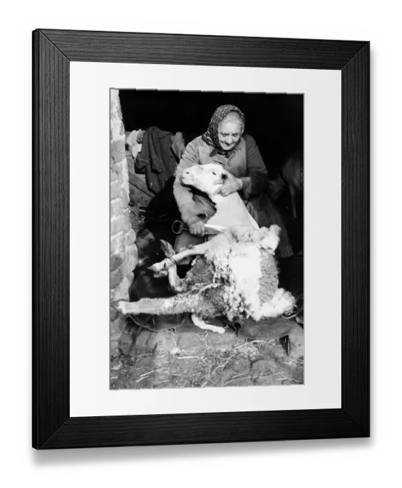 Framed Print : Old woman schurt sheep, ca. 1955 Framed Print : Old woman schurt sheep, ca. 1955