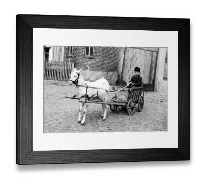 Framed Print : Goat pulls boys in small car, ca Framed Print : Goat pulls boys in small car, ca