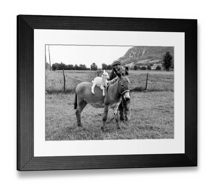 Framed Print : Goat rides on a donkey, between 50s and 60s Framed Print : Goat rides on a donkey, between 50s and 60s