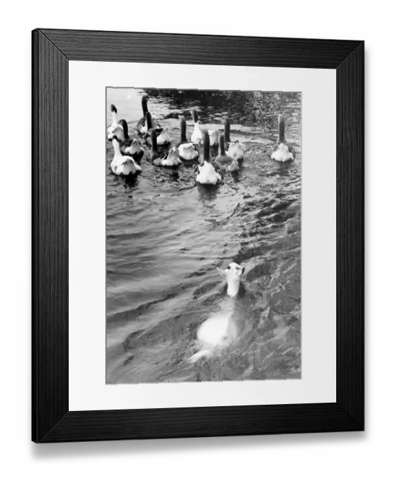 Framed Print : Goat swims after geese, 1950s, exact place unknown