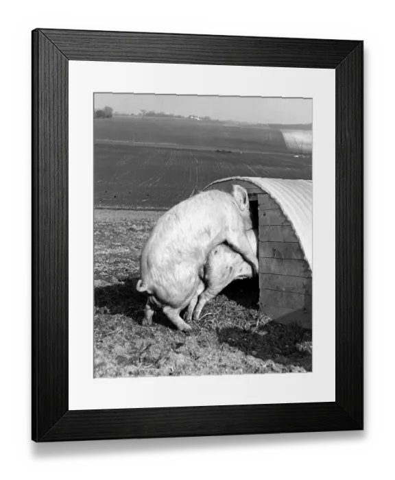 Framed Print : Pigs having sex, ca. 1960s, exact place unknown Framed Print : Pigs having sex, ca. 1960s, exact place unknown