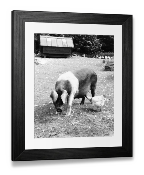 Framed Print : Chicken nibbling on the udder of a pig