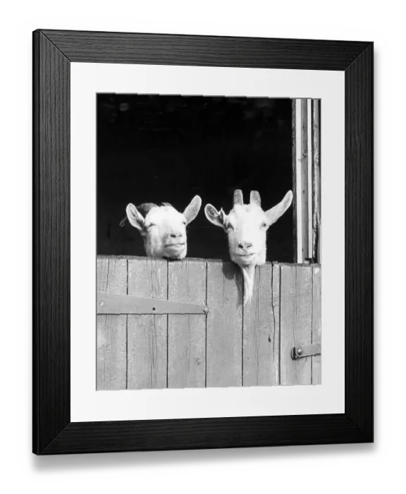 Framed Print : Two goats look out of the stable, ca Framed Print : Two goats look out of the stable, ca