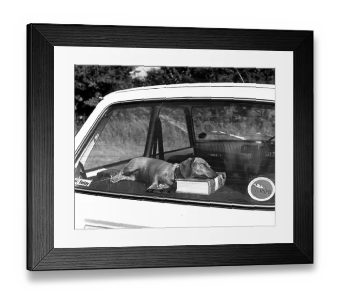 Framed Print : A book as a pillow, Dachshund sleeping on the backseat of a car Framed Print : A book as a pillow, Dachshund sleeping on the backseat of a car